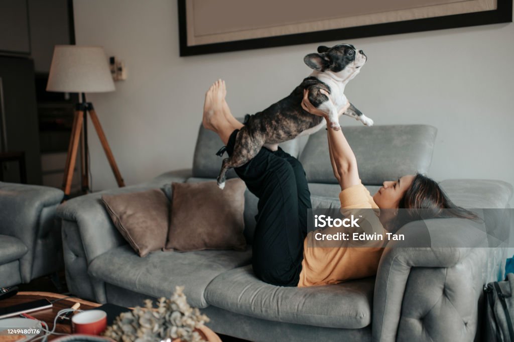an asian chinese beautiful woman pet owner bonding time with her pet french bulldog on sofa pretend flying an asian chinese beautiful woman pet owner bonding time with her pet french bulldog on sofa Dog Stock Photo