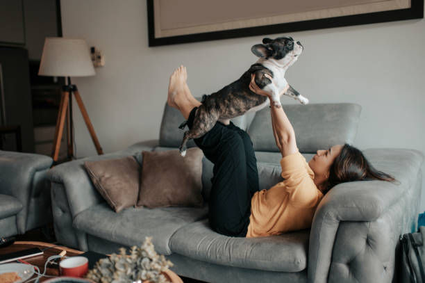 an asian chinese beautiful woman pet owner bonding time with her pet french bulldog on sofa pretend flying - dog happiness playing pets imagens e fotografias de stock