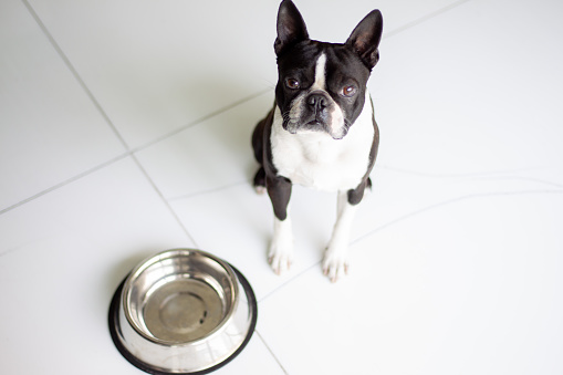 Boston terrier at home