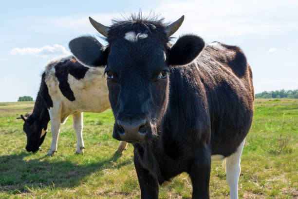 istock Cows graze on a green meadow. Rural landscape. 1249481033