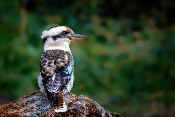 Laughing Kookaburra (Dacelo novaeguineae) Australian native Laughing Kookaburra perched on a rock kookaburra stock pictures, royalty-free photos & images