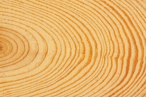 Tree Rings background