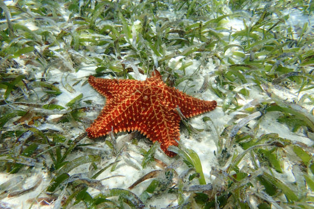 istock Cushion Sea Star (Oreaster reticulatus) 1249481818