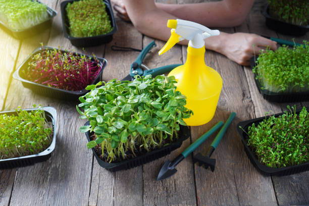 istock Microgreens growing background with different sprouts, small garden tools, sprayer and female hands on a backdrop. 1249481878