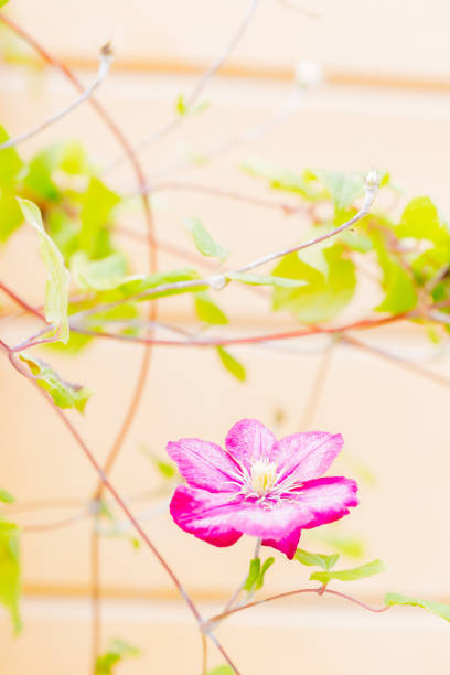 Flowers on a green dim background
