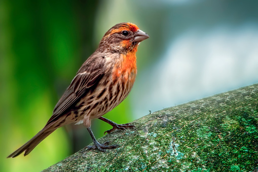 House finch perched on a branch in Kona Hawaii