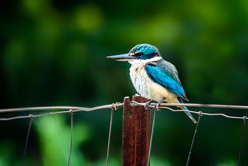 Sacred Kingfisher (Todiramphus sanctus) perched on a fence