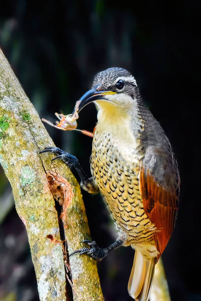 istock Paradise Riflebird eating an insect 1249485258