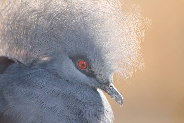 istock Victoria crowned pigeon 1249485272