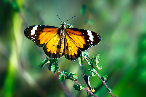 Beautiful Papilio machaon, the Old World swallowtail feeding on the nectar of red clover.