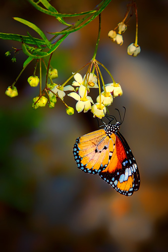 A butterfly pollinates an orange ball tree flower (Latin: Buddleja globosa).