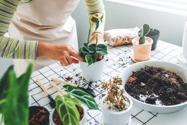 asian woman ogrodnik doniczkowe nowej rośliny i garnek repotting dla roślin house . koncepcja pielęgnacji roślin - enjoyment growth gardening equipment human age zdjęcia i obrazy z banku zdjęć