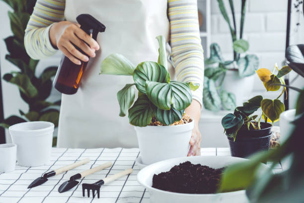 asiatische frau handspray auf urlaub pflanzen am morgen zu hause mit einem spray flasche bewässerung zimmerpflanzen pflanzenpflegekonzept - entrepreneur lifestyles nature environment stock-fotos und bilder