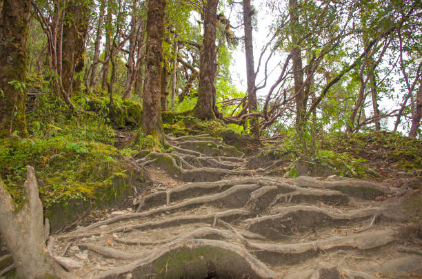 istock Nature landscape jungle in Nepal autumn 1249488880
