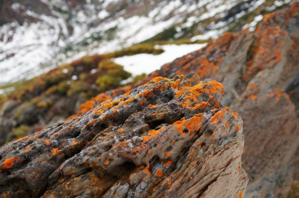 Lichen on rocks at Ramah Bay, Labrador