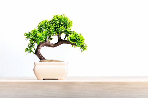 istock Japanese bonsai plant on light wooden table, space for text. 1249491828