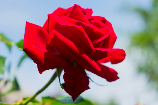 istock Red rose against the sky. Close-up. 1249492843