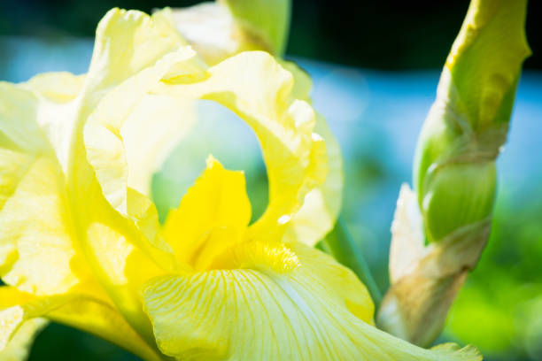 Iris flower blooming in the garden. Shallow depth of field.