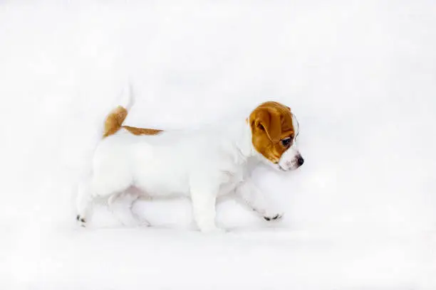 Photo of curious puppy bitch jack russell terrier runs on a white background, horizontal format