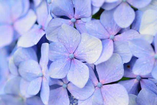 istock Summer Blue Hydrangea flowers with rain droplets 1249495624
