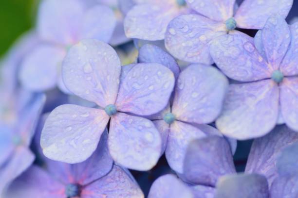 istock Summer Blue Hydrangea flowers with rain droplets 1249495698