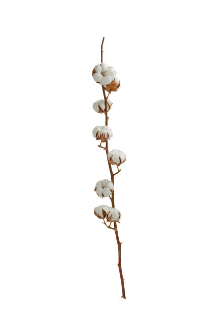 istock Cotton Branch on White Background. Soft and Delicate White Cotton Flowers. 1249495849