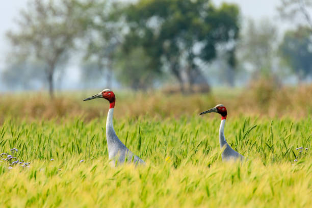 guindaste sarus andando em campo verde - 5553 - fotografias e filmes do acervo