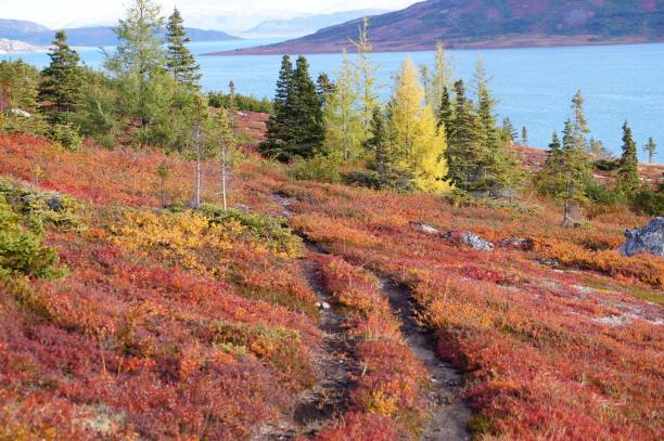 istock Landscape shot on the Nain coast 1249495903