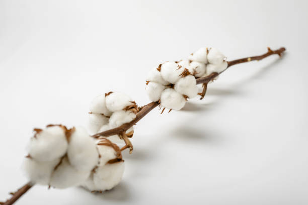 istock Cotton Branch on White Background. Soft and Delicate White Cotton Flowers. 1249496751