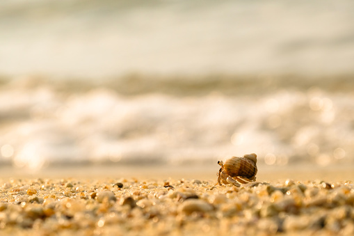 Hermit crab on sandy beach with sunrise and soft wave