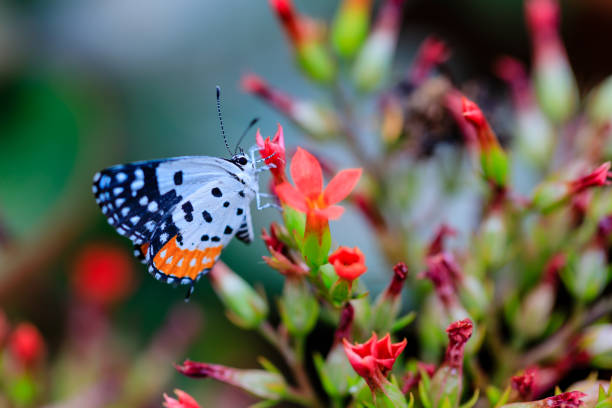 macro photo of a butterfly on a red flower