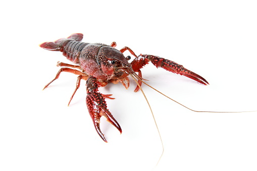 Crayfish on white background
