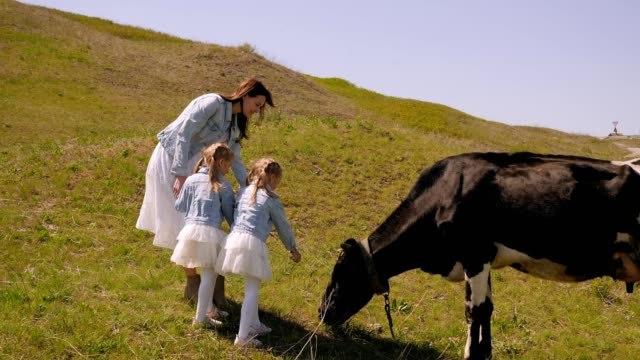 A mother and twin sisters feed a cow with grass on a green meadow.