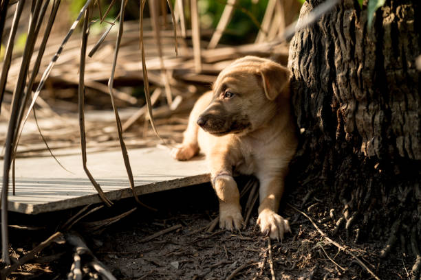 Brown stray puppies Sitting on the ground stock photo