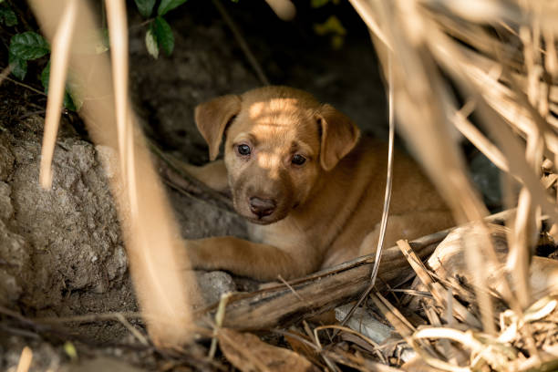 Brown stray puppies Sitting on the ground stock photo