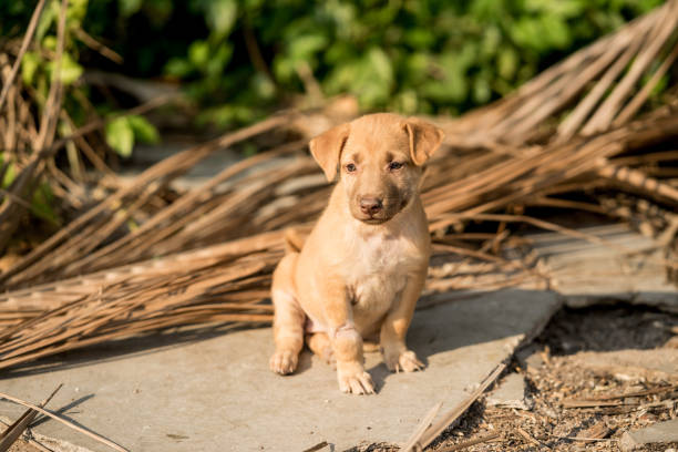 Brown stray puppies Sitting on the ground stock photo