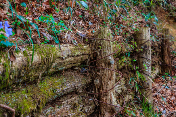 istock Forest wood log fence 1249502078