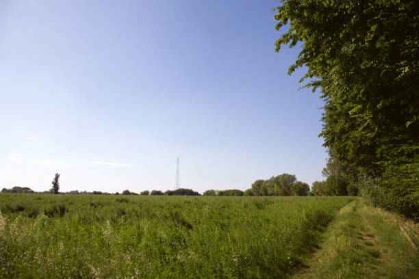 un campo lasciato incolto delimitato da alberi con un sentiero e un pilone elettrico in lontananza - left field foto e immagini stock