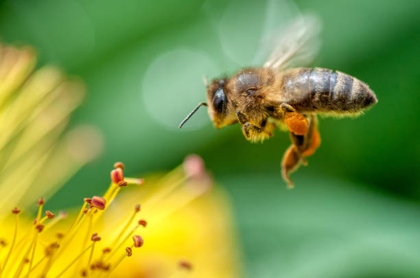 istock worker bee carrying pollen from flower to flower while collecting nectar in a garden 1249504345