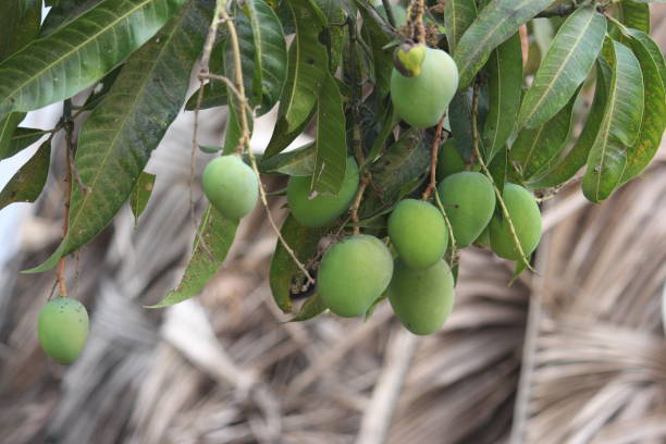 istock Mangos plant farm 1249504346