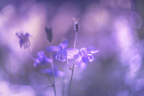 istock Columbine flowers in the meadow 1249504865