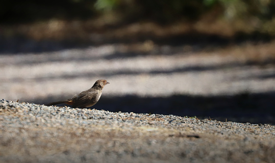 A brown bird with light red face, foraging on the ground
