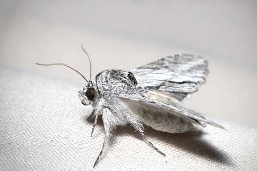 A fuzzy grey and white moth against a white background, from Southern California.