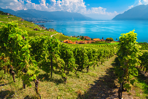 Terraced vineyards in Lavaux region near Chexbres village, Vaud, Switzerland