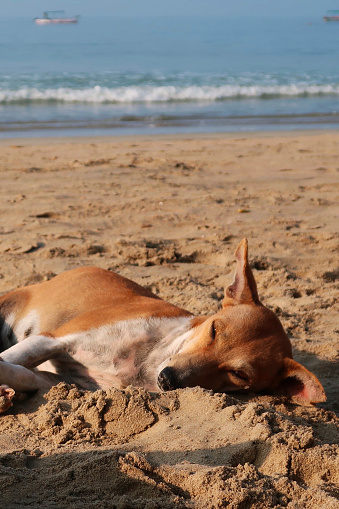 Stock photo showing young, wild mongrel dogs living on a sandy beach in Goa, snuggling close together in heat of sun in front of the sea.
