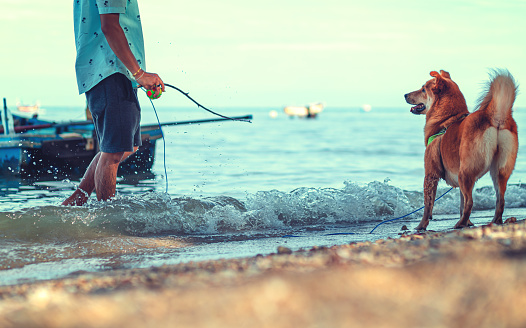 a man with the dog on the beach.