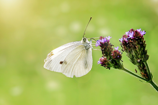 Tiny white butterfly on a flower head