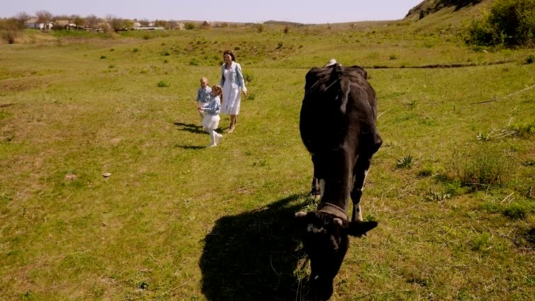 Mother and twin sisters feed a cow with grass on a green meadow near a mountain.