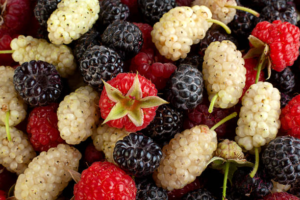 istock Raspberry mullberry and cumberland fruits 1249510387