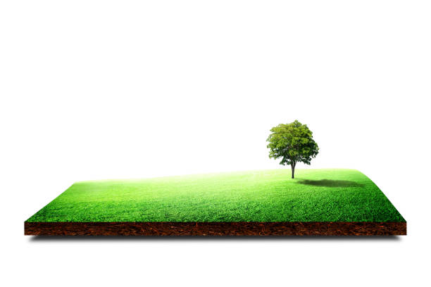 Green tree with grass meadow field and little hill on brown ground isolated on white background. (Clipping path)